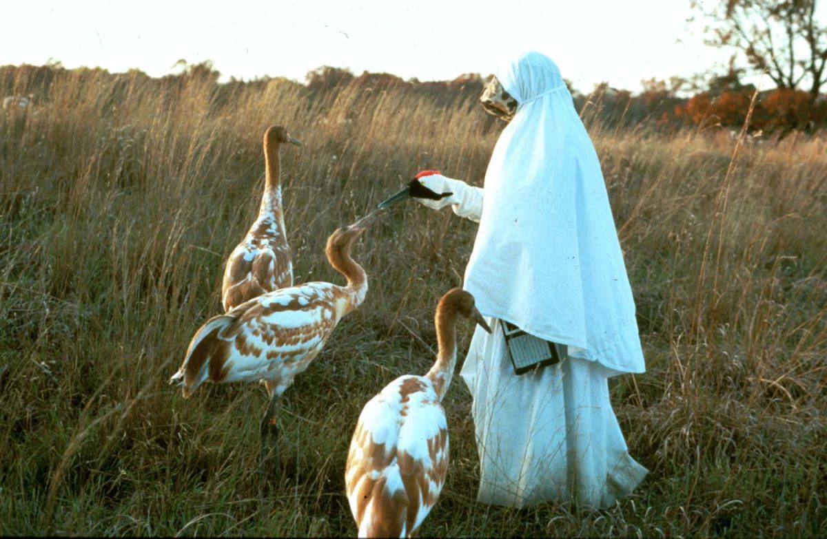 Humans Teach Cranes To Be Cranes In Baraboo - Wisconsin Life