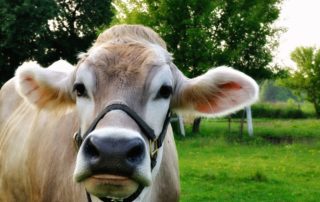 Farmer Explains Why You Should Sing To Cows