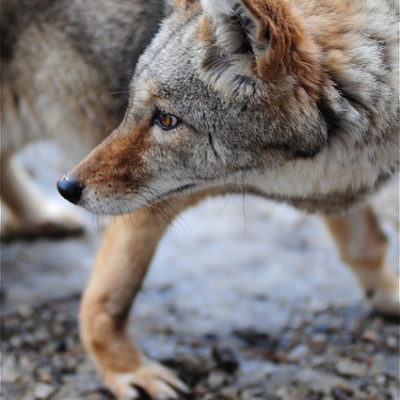 Coyotes - Wisconsin Life