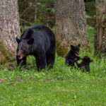 Mother bear and cubs.