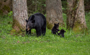 Mother bear and cubs.
