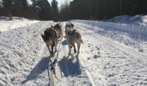 Julie Buckles' view of her pack from the sled. (Danielle Kaeding/WPR)