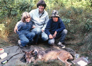 A sedated Kristi the wolf with Kristi, Linda, and Alan Pils.