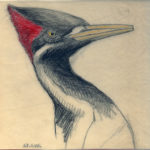 Don Richard Eckelberry, Ivory-billed Woodpecker Study, undated, pencil and colored pencil on paper.