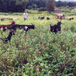 Kim Hunter, owner of target grazing company The Green Goats, is in a field in Browntown, Wisconsin, with her goats. Hunter takes her herd of goats to properties where the goats graze and cull vegetation for property owners. The method is often chosen because it’s more environmentally friendly.