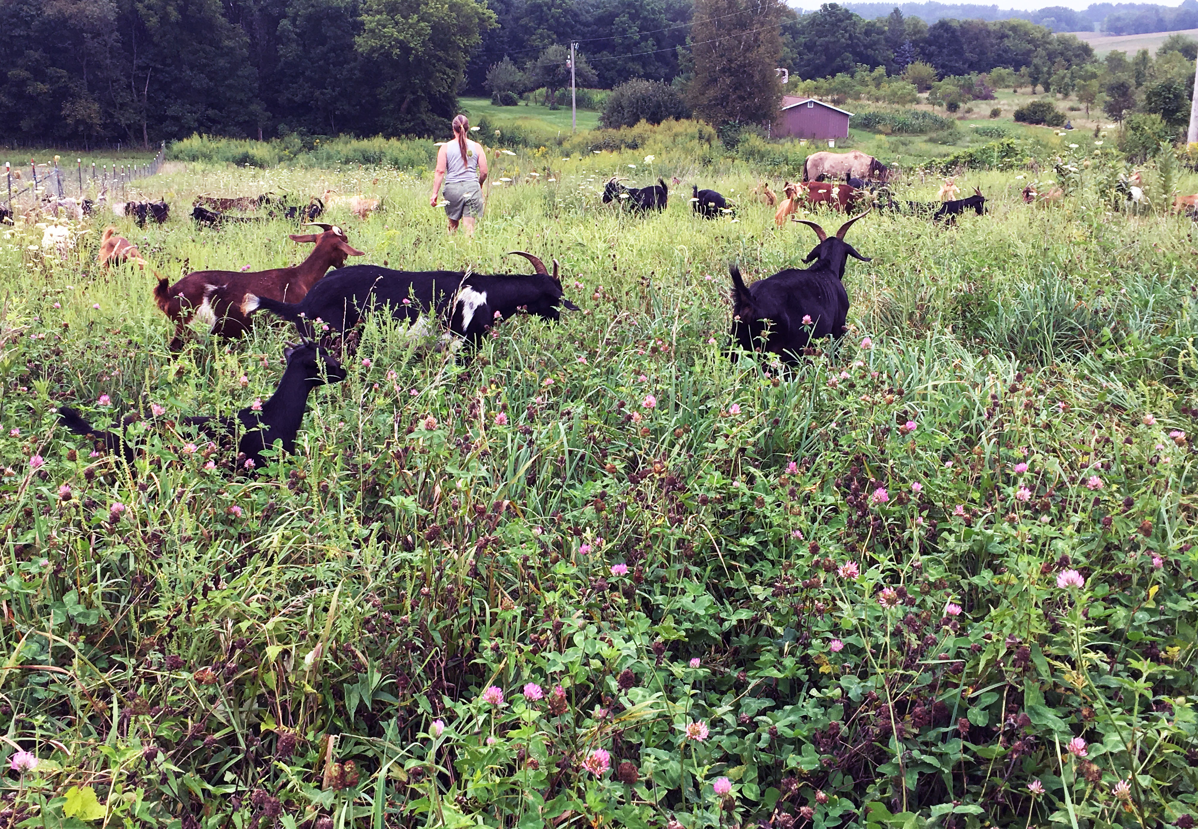 Kim Hunter, owner of target grazing company The Green Goats, is in a field in Browntown, Wisconsin, with her goats. Hunter takes her herd of goats to properties where the goats graze and cull vegetation for property owners. The method is often chosen because it’s more environmentally friendly.