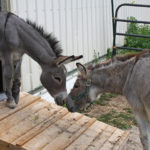 Ferguson (left) greets his best friend Grayson (right). Rescuers at Holy Land Donkey Haven constructed a special ramp for Ferguson to maneuver independently while recovering from surgery. (Jenny Peek/WPR)