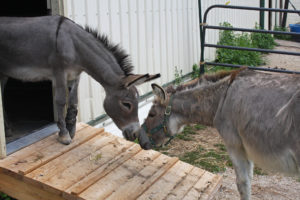 Ferguson (left) greets his best friend Grayson (right). Rescuers at Holy Land Donkey Haven constructed a special ramp for Ferguson to maneuver independently while recovering from surgery. (Jenny Peek/WPR)