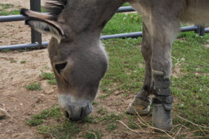Ferguson munches on grass at Holy Land Donkey Haven. His surgery and prosthesis was the first of its kind at UW-Madison’s large animal hospital. (Jenny Peek/WPR)