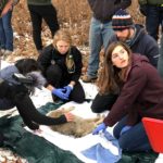 UW Madison veterinary students examining a coyote as part of the Urban Canid Project. (Photo by Steve Tomasini)