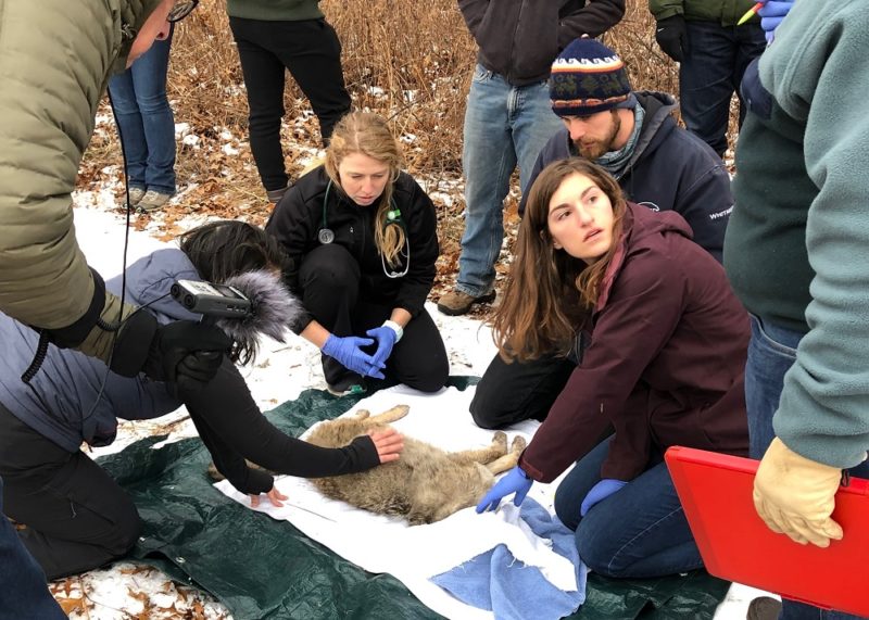 UW Madison veterinary students examining a coyote as part of the Urban Canid Project. (Photo by Steve Tomasini)