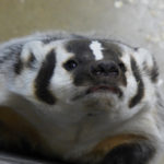Bucky the badger at Madison's Henry Vilas Zoo. (John K. Wilson/WPR)