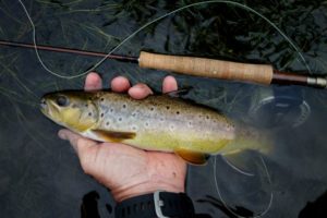 Brown trout on a prince below a hopper. Caught on the West Fork of the Kickapoo. (Photo by Tom Hart)