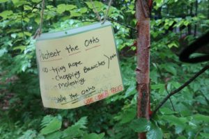 A sign hanging from a tree warns people not to use oak trees during the gathering in the Chequamegon-Nicolet National Forest on July 4, 2019. (Danielle Kaeding/WPR)