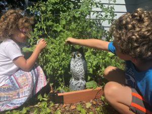 Members of the Hollars family explore their garden as the plastic owl keeps watch. (Photo by Meredith Hollars)