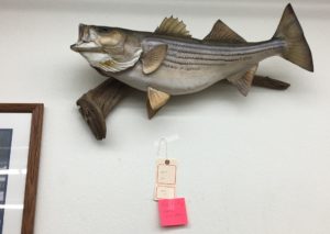 Mounted fish for sale at St. Matthias' Thrift Shop. (Photo by Jane Hampden)