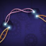 CRISPR-Cas9 is a customizable tool that lets scientists cut and insert small pieces of DNA at precise areas along a DNA strand. This lets scientists study our genes in a specific, targeted way. Ernesto del Aguila III/National Human Genome Research Institute, NIH Image Gallery (CC BY)