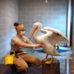NEW Zoo Keeper Becky Jahns is helping to acclimate the animals to seeing masks and gloves on a regular basis. In April 2020, she helped train a pelican. (Courtesy of NEW Zoo & Adventure Park)