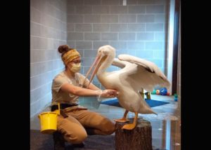 NEW Zoo Keeper Becky Jahns is helping to acclimate the animals to seeing masks and gloves on a regular basis. In April 2020, she helped train a pelican. (Courtesy of NEW Zoo & Adventure Park)
