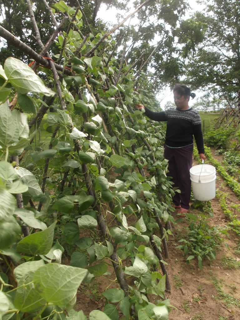 Lisa Chue Thao gathers green beans right off the vine. (Photo by Yia Lor)