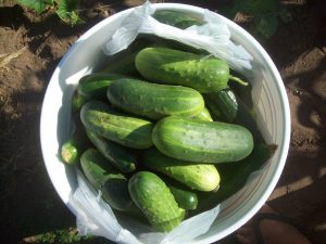 Prickly cucumbers from the Lor's garden. (Photo by Yia Lor)