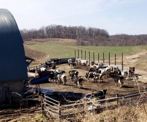 The Reisinger dairy herd the day a cattle buyer came with big trailers to haul them down the road. (Courtesy of Brian Reisinger)