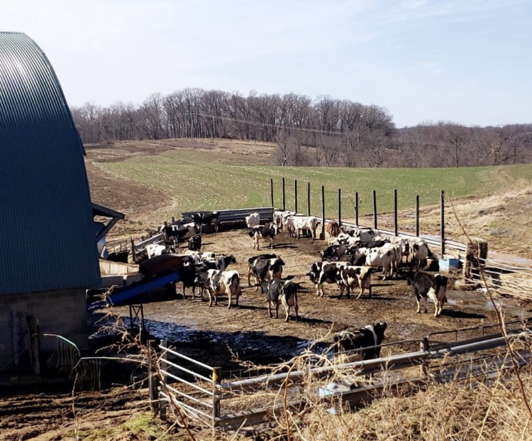 The Reisinger dairy herd the day a cattle buyer came with big trailers to haul them down the road. (Courtesy of Brian Reisinger)