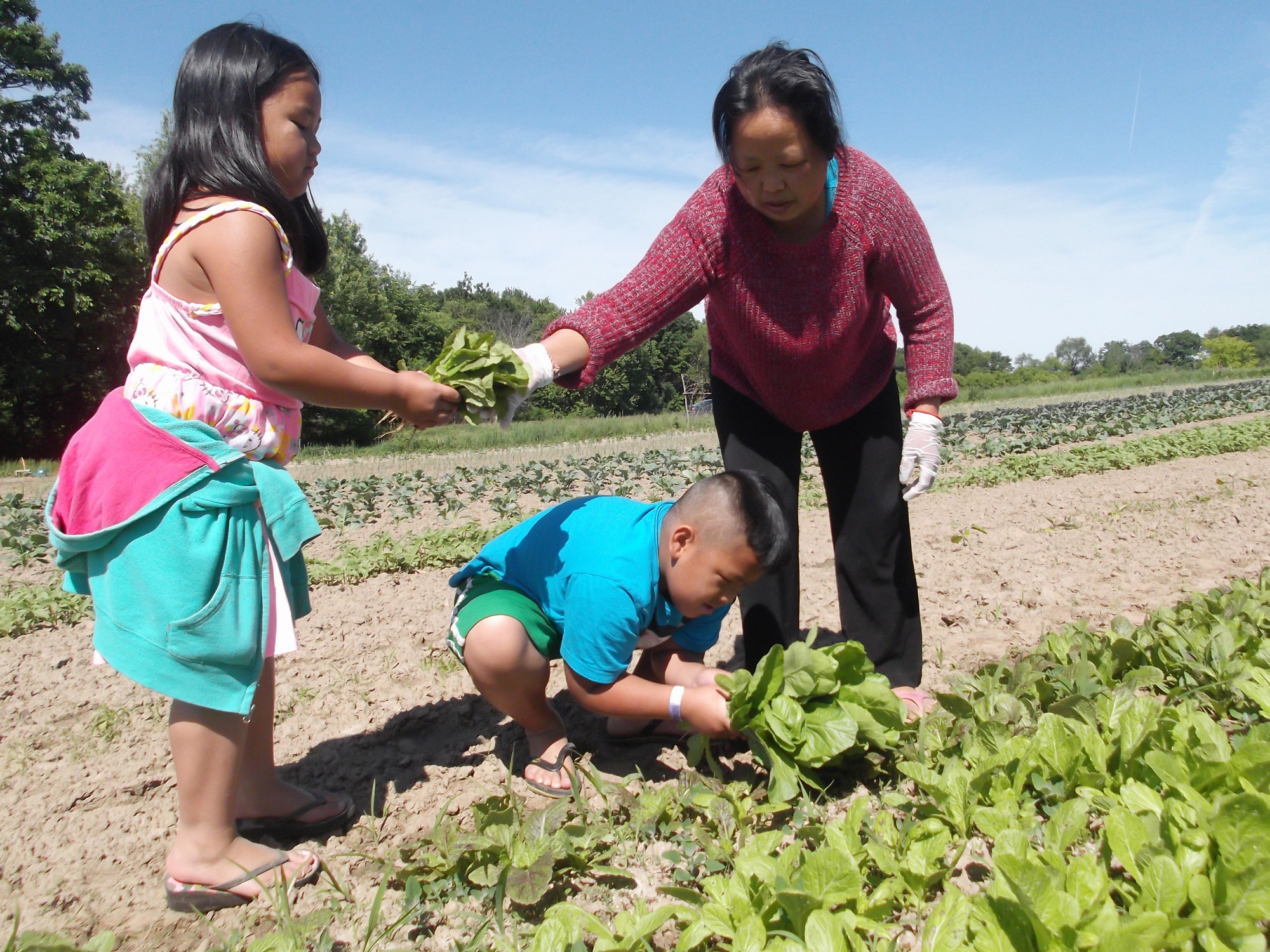 Writer Yia Lor's family work together at their garden. (l-r) Her niece, Kiana Her, nephew, Dontae Her, and mom, Lisa Chue Thao, gather veggies. (Photo by Yia Lor)