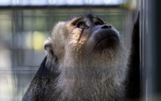 Junior, a hybrid macaque, looks up from inside an enclosure Wednesday, June 30, 2021, at Primates Inc. in Westfield, Wis.