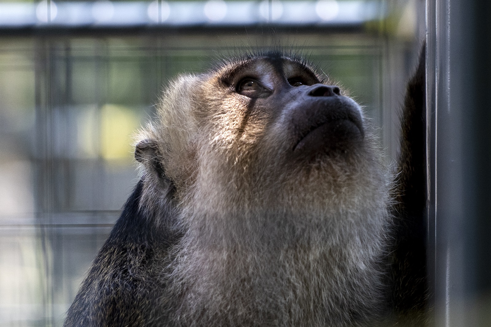 Junior, a hybrid macaque, looks up from inside an enclosure Wednesday, June 30, 2021, at Primates Inc. in Westfield, Wis.