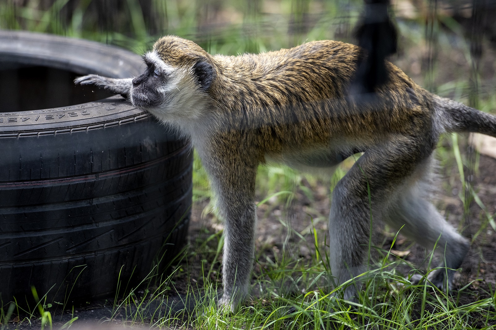 A monkey rests on a tire inside an enclosure Wednesday, June 30, 2021, in Westfield, Wis. 