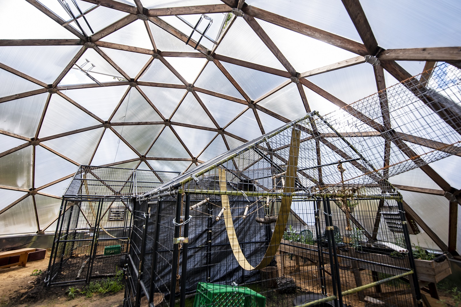 Monkeys at Primates Inc. can travel in and out of Geodomes through enclosed passageways.
