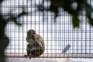 A monkey pauses in an enclosed passageway Wednesday, June 30, 2021, at Primates Inc. in Westfield, Wis.