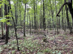 A section of forest marked by Box for rehabilitation. The goal is to create spaces on the forest floor and in the canopy that will allow old-growth species like Oak & White Pine to return and thrive. (Brad Kolberg / WPR)
