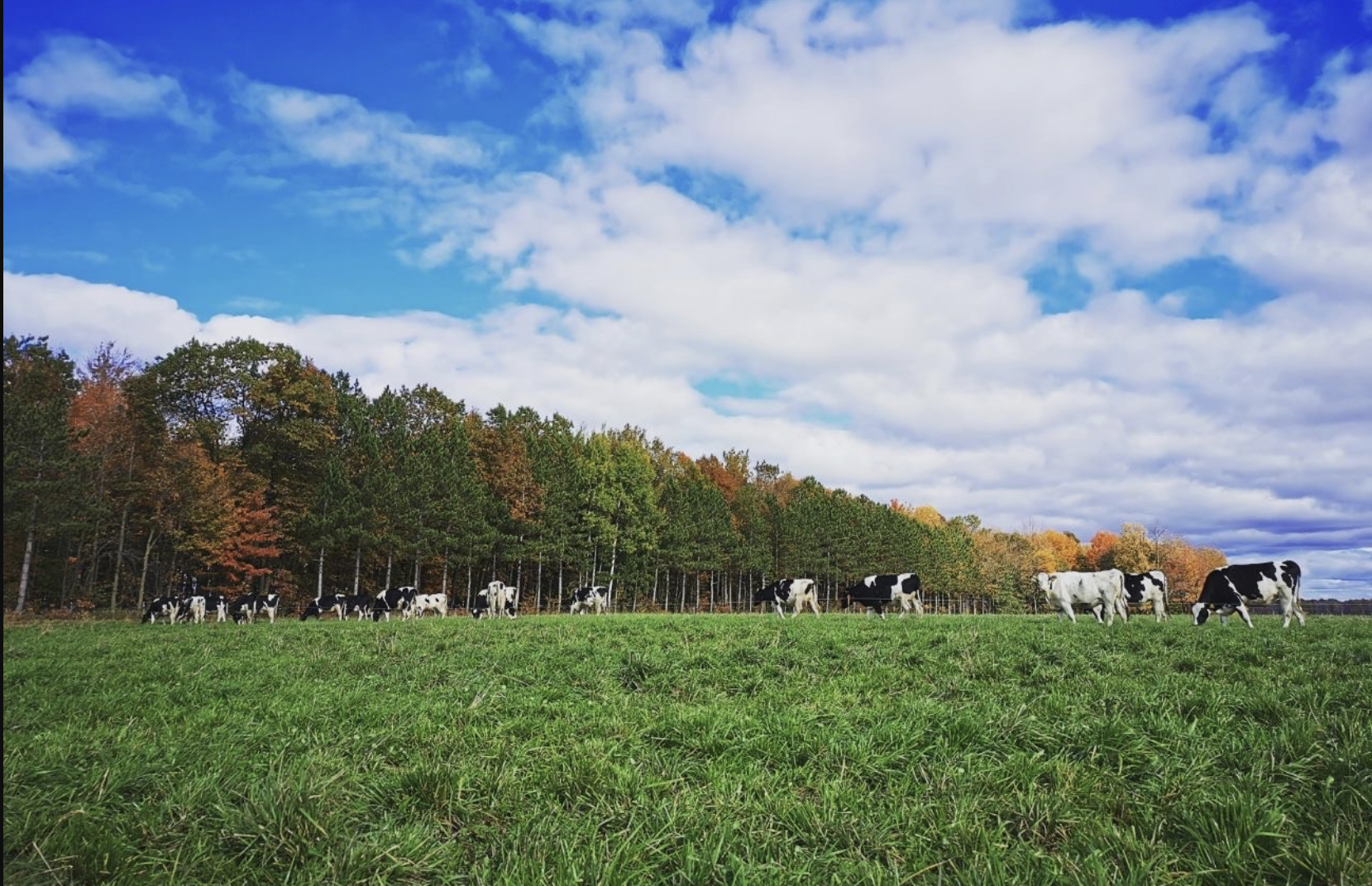 Cows grazing. (Photo by Brooke Bembeneck)