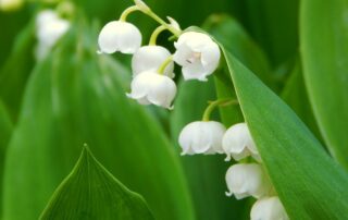 Little known truths about lilies of the valley