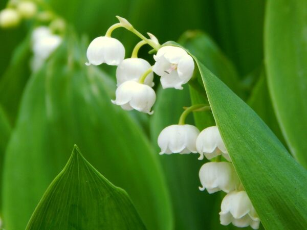 Little known truths about lilies of the valley - Wisconsin Life