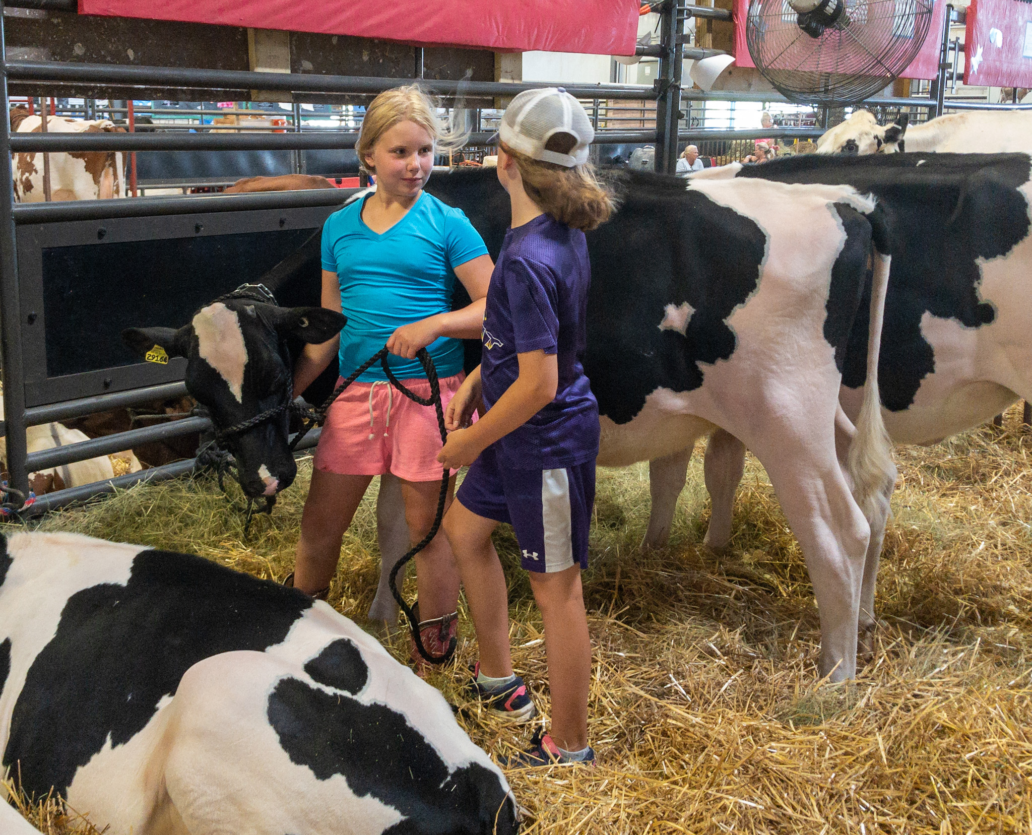 Abbi Janisch and Ava Kelroy from the DeForest Handy Helpers 4-H club stand with Abbi’s dairy calf, Daphne. (Photo by Christina Lieffring)