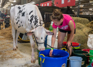 Morgan Cooper, 17, from Sun Prairie, Wisconsin tries to convince her skeptical dairy calf, Elvira, to take a drink of water. (Photo by Christina Lieffring)