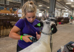 Leah Huchthausen, 18 years-old from Stoughton, Wisconsin, carefully shears her sheep, Steve. (Photo by Christina Lieffring)