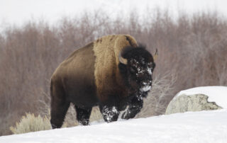 Bison: The biggest, baddest animal in Wisconsin (sort of)