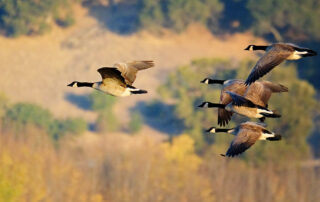 Flock of geese. (Courtesy of Flickr)