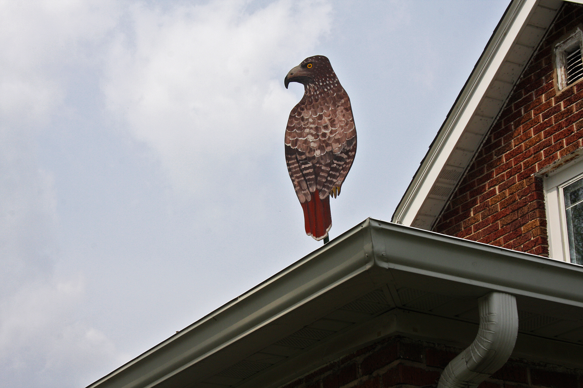 A wooden red-tailed hawk perched on a rooftop.