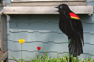 A wooden red-winged blackbird.