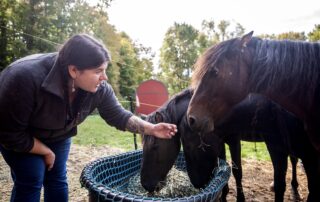 ‘Wouldn’t you help your relatives survive?’: The return of the Ojibwe horses