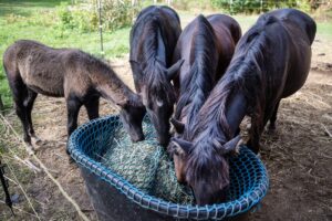 Ojibwe ponies are fed at Em Loerzel’s property Monday, Oct. 3, 2022, in Spring Valley, Wis. (Angela Major/WPR)