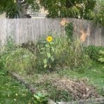 The lone sunflower grown by Mark Griffin and his daughter in their backyard. (Photo by Mark Griffin)