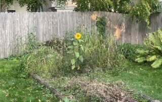 Gleaning the sunflowers: How not to fail at gardening