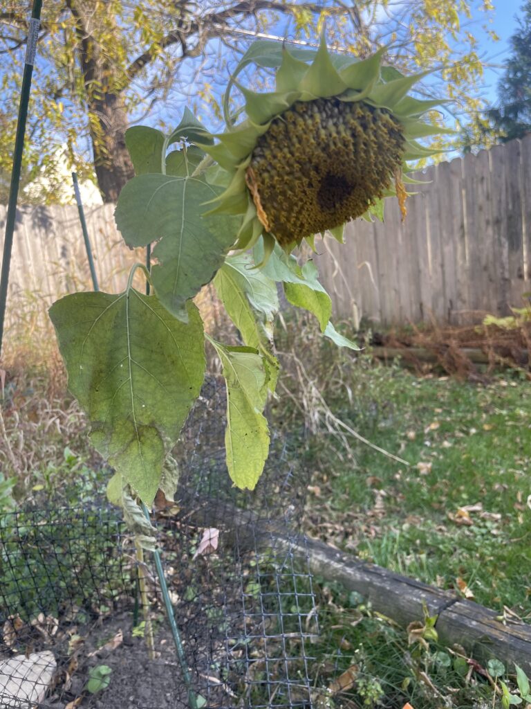 The sunflower in Mark Griffin's backyard begins to sag as the summer rolls along. (Photo by Mark Griffin)
