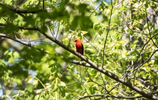 A scarlet tanager sits in a tree Wednesday, May 10, 2023, at Wyalusing State Park in Bagley, Wis. (Angela Major/WPR)